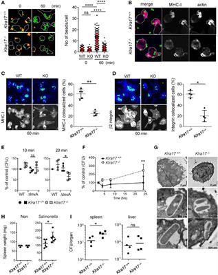 Collaboration between a cis-interacting natural killer cell receptor and membrane sphingolipid is critical for the phagocyte function